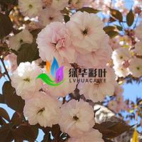 普贤象樱 粉色樱花 重瓣樱花 嫁接樱花小苗 樱花苗圃基地直销