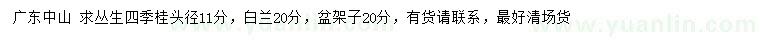 求购丛生四季桂、白兰、盆架子