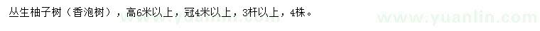 求购高6米以上柚子树（香泡树）