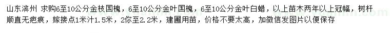 求购金枝国槐、金叶国槐、金叶白蜡