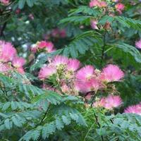 供应合欢、绒花树、马缨花批量采购-四春园林种植树形优美