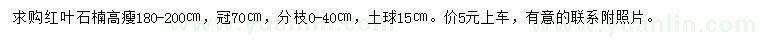 求购高180-200公分红叶石楠