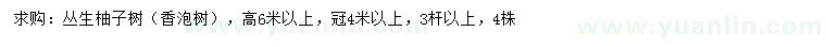 求购高6米以上丛生柚子树（香泡树）