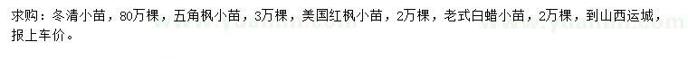 求购冬青小苗、五角枫小苗、美国红枫小苗等