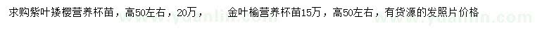 求购高50公分左右紫叶矮樱、金叶榆