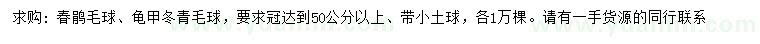 求购冠幅50公分以上春鹃毛球、龟甲冬青毛球