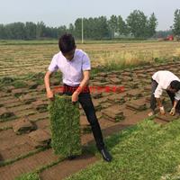 万绿园马尼拉草坪价格_马尼拉草坪产地_马尼拉草坪草皮苗圃基地