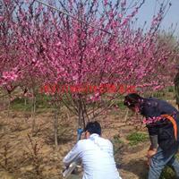 万红叶桃价格_红叶桃图片_红叶桃产地_红叶桃绿化苗木苗圃基地