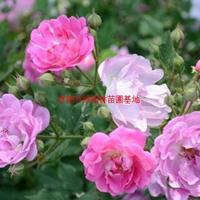 万绿园林红花蔷薇价格_红花蔷薇产地_红花蔷薇绿化苗木苗圃基地