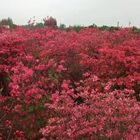 供应杜鹃、映山红、丛生杜鹃、盆景杜鹃、杜鹃树桩