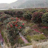 安徽合肥供应茶梅球，茶花，映山红，腊梅，红梅