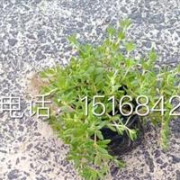 **低价供应各类草花 佛甲草 金叶佛甲草 青叶佛甲草