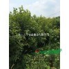 地徑1公分楓香小苗，地徑2公分楓香小苗，地徑3公分楓香小苗