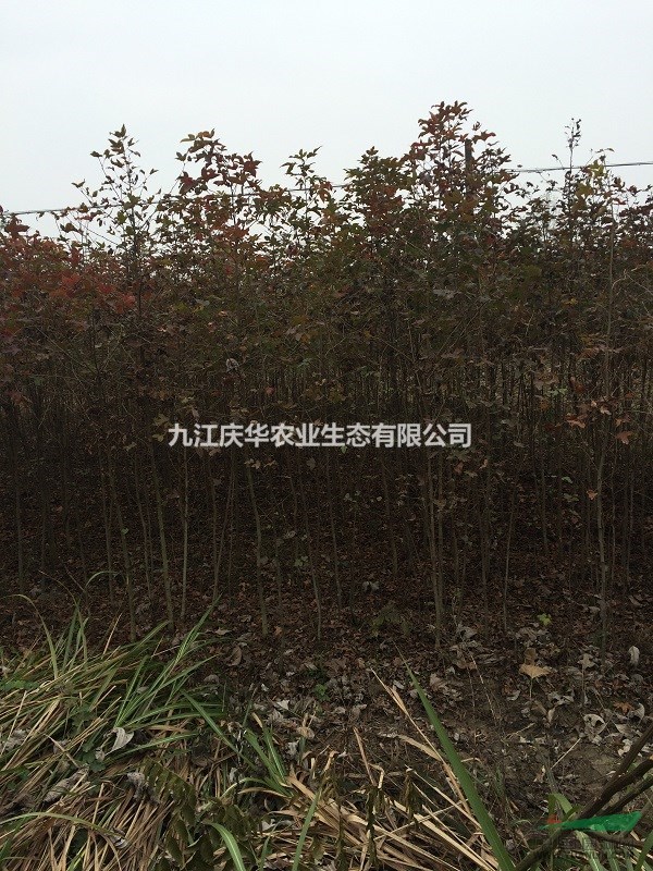 地徑1公分楓香小苗，地徑2公分楓香小苗，地徑3公分楓香小苗