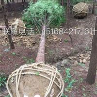 萧山苗圃基地常年供应7公分落羽杉 池衫水杉等！欢迎随时联系！