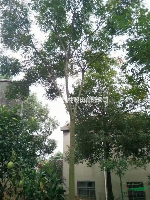 大量供應湖北精品栾樹