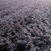 供应红花继木毛球，红花继木球P120-200专供