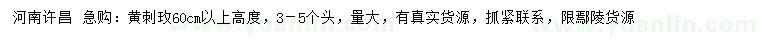 求购高度60公分以上黄刺玫