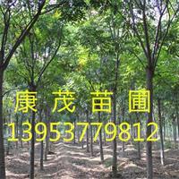 4公分栾树价格_8公分栾树价格_12公分栾树价格，产地价格