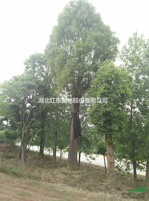 湖北全冠柚子樹丨湖北原生柚子樹丨湖北移栽香橼香泡