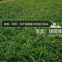 【绿茵缘】草皮基地批发:台湾草皮/马尼拉草皮/大叶油草皮