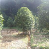 供应2米至5米桂花