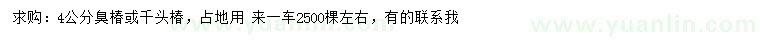 求购4公分臭椿、千头椿