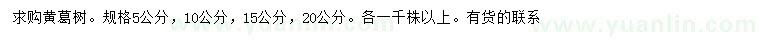 求购5、10、15、20公分黄葛树