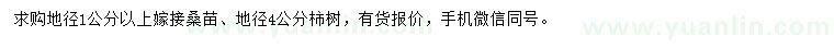 求购地径1公分以上嫁接桑苗、地径4公分柿树