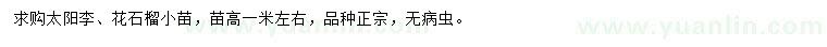 求购太阳李、花石榴小苗