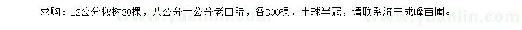 求购12公分楸树、8、10公分老白腊