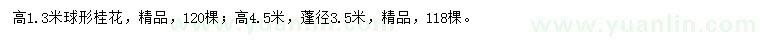 求购高1.3、4.5米桂花