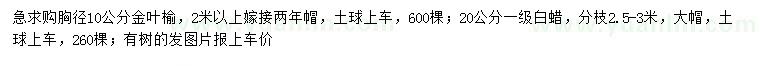 求购胸径10公分金叶榆、20公分白蜡