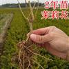 广西横县长期供应各类型双瓣茉莉花苗茉莉花老桩批发零售