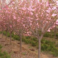 供应樱花1-18公分价格、樱花图片、樱花绿化苗木苗圃基地直销