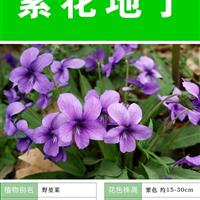 【紫花地丁种子】大量种子销售批发 价格低质量高成活率95%