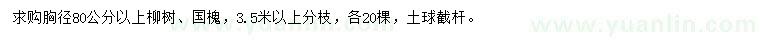 求购胸径80公分以上柳树、国槐