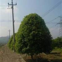 金桂D5-15 P200-450 萧山苗木