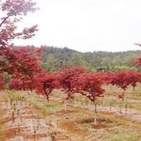 红枫 红枫基地 江西红枫 红枫价格