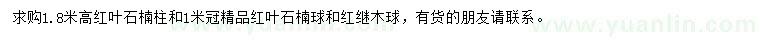 求购红叶石楠柱、红叶石楠球、红继木球