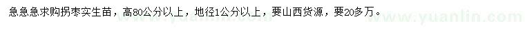 求购高80公分以上拐枣实生苗