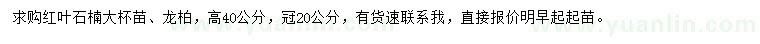 求购高40公分红叶石楠、龙柏