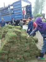 马尼拉草皮大量供应\马尼拉草皮装车图片