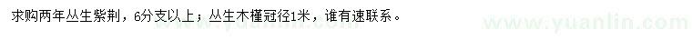 求购两年丛生紫荆、冠径1米丛生木槿