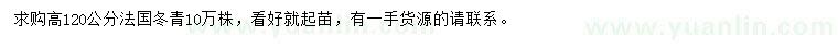 求购高120公分法国冬青