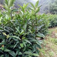 出售大叶冬青（苦丁茶）小苗，高度30-100，数量20万