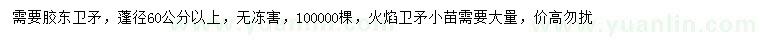 求购蓬径60公分以上胶东卫矛、火焰卫矛