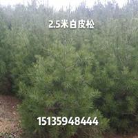 3米长毛白皮松=2米短毛白皮松-3米占地白皮松价格