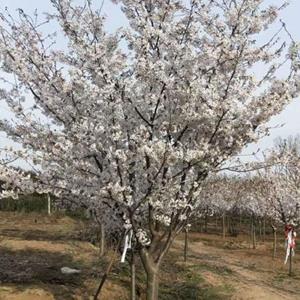 南京樱花价格 日本樱花价格 早樱价格 樱花基地