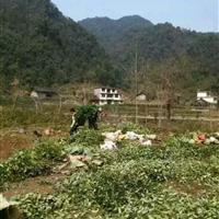 香樟苗供應张家界地区宏茂生态种苗有限公司